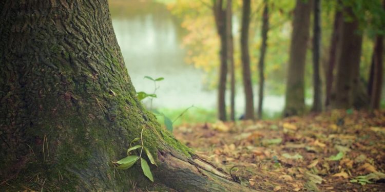 Office national des forêts : envoyez votre plus belle photo forestière