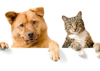 SPA Vauclusienne de l’Isle-sur-la Sorgue : un nouveau membre de la famille arrive…