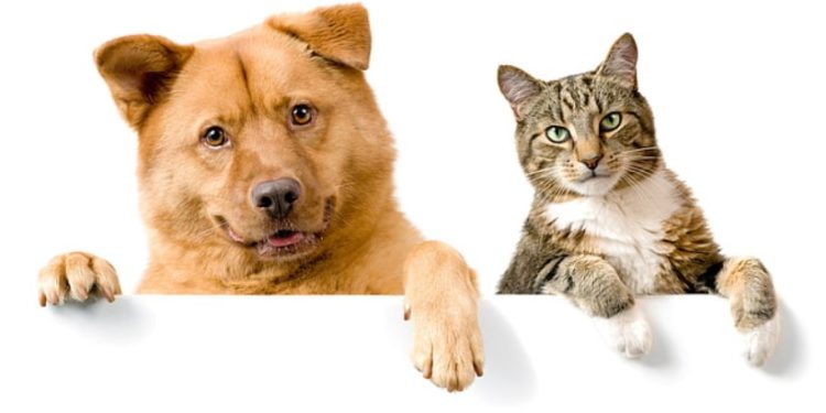 SPA Vauclusienne de l’Isle-sur-la Sorgue : un nouveau membre de la famille arrive…