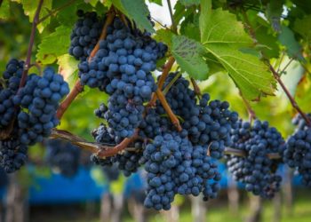 Vallée du Rhône : coup d’envoi des vendanges 2020 dans les vignobles ce 24 août