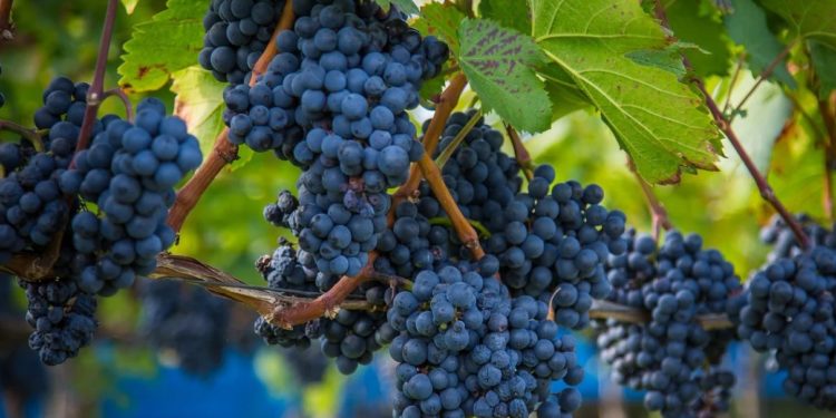Vallée du Rhône : coup d’envoi des vendanges 2020 dans les vignobles ce 24 août