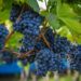 Vallée du Rhône : coup d’envoi des vendanges 2020 dans les vignobles ce 24 août