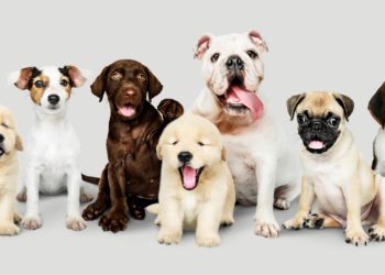 Isle-sur-la-Sorgue : journées d’adoptions au refuge de la SPA