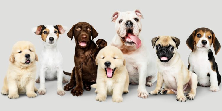 Isle-sur-la-Sorgue : journées d’adoptions au refuge de la SPA