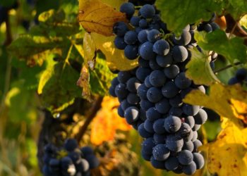 Villes-sur-Auzon : 12ème Fête du raisin Muscat des terrasses