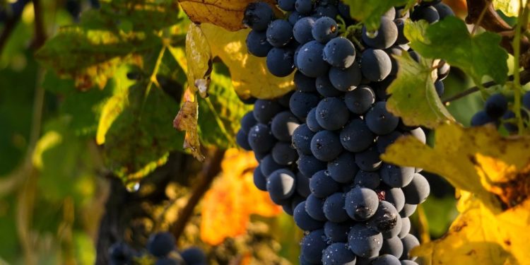 Villes-sur-Auzon : 12ème Fête du raisin Muscat des terrasses