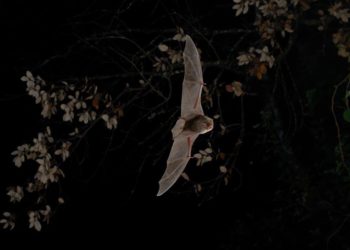 Saint-Trinit : partez à la rencontre des chauves-souris