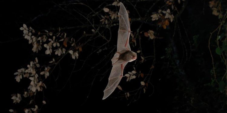 Saint-Trinit : partez à la rencontre des chauves-souris