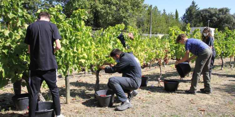 Cove : Vendange des vignes intercommunales pour la bonne cause