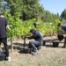 Cove : Vendange des vignes intercommunales pour la bonne cause