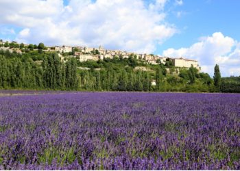 Festival Ventoux saveurs : 14e fête des saveurs d’automne à Sault