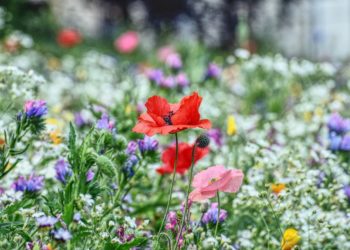 Avignon, Laurence Chaber ethnobotaniste nous parle des plantes aromatiques et médicinales