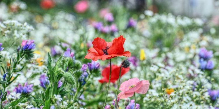 Avignon, Laurence Chaber ethnobotaniste nous parle des plantes aromatiques et médicinales