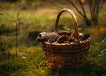 Cueillette des champignons : quelles sont les règles à respecter?