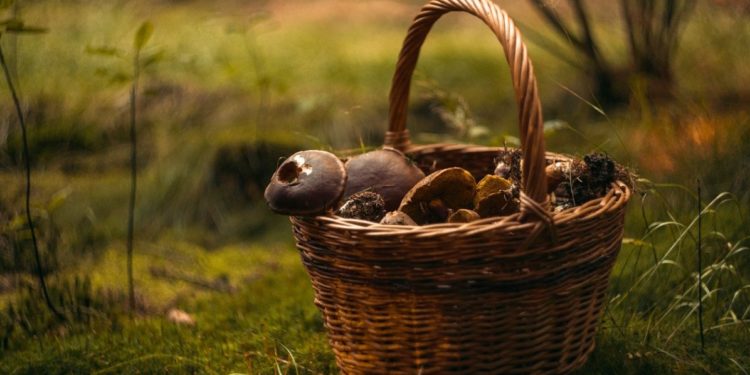 Cueillette des champignons : quelles sont les règles à respecter?