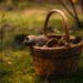 Cueillette des champignons : quelles sont les règles à respecter?