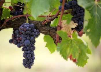 AOC Vacqueyras : des vendanges optimistes pour le Cru 2020