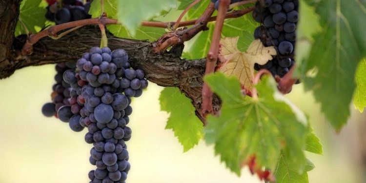 AOC Vacqueyras : des vendanges optimistes pour le Cru 2020
