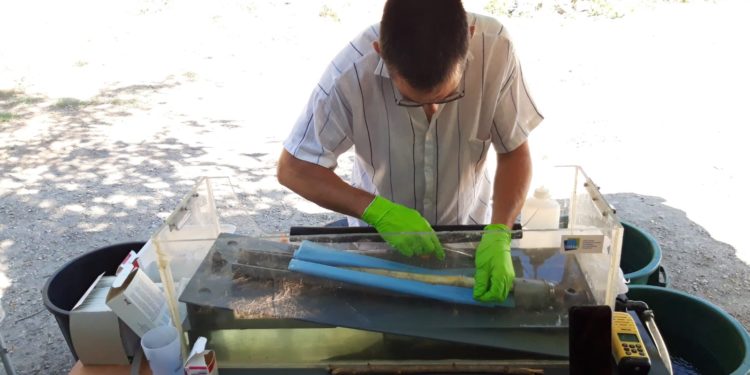 Caderousse : dernière campagne de marquage des anguilles par la CNR