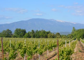 Ventoux et Dentelles de Montmirail : à la découverte du vignoble durant un ‘Fascinant weekend’