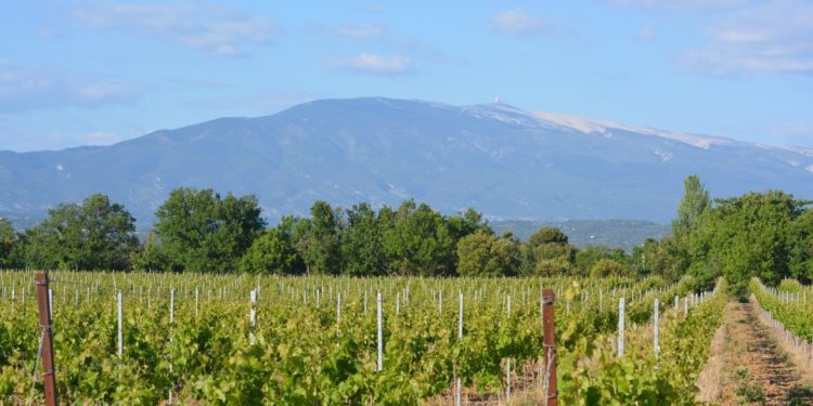Ventoux et Dentelles de Montmirail : à la découverte du vignoble durant un ‘Fascinant weekend’