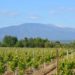 Ventoux et Dentelles de Montmirail : à la découverte du vignoble durant un ‘Fascinant weekend’
