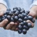 Vaucluse : 13e Festival Ventoux Saveurs : sentir, goûter et vivre l’automne jusqu’au 25 octobre