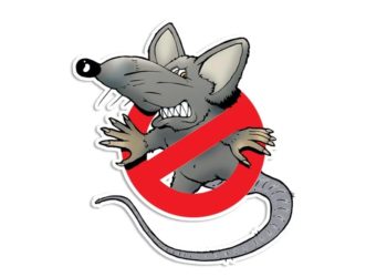 Avignon-Montfavet : une nouvelle campagne de dératisation