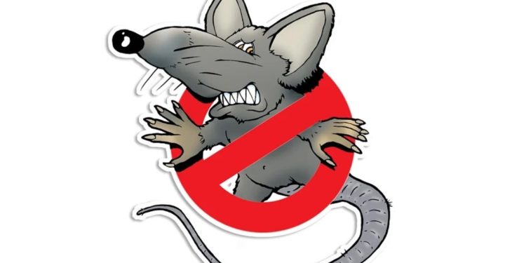 Avignon-Montfavet : une nouvelle campagne de dératisation