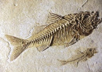 Apt : à la découverte du climat du Luberon au temps de l’ère tertiaire