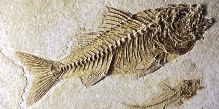 Apt : à la découverte du climat du Luberon au temps de l’ère tertiaire