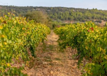 Safer Paca : Non au détournement de la cession de foncier