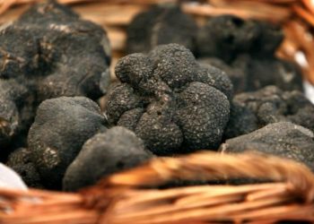 Carpentras : l’ouverture du marché de la truffe reporté