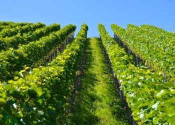 Sarrians : un trophée d’or de l’innovation pour Vitipep’s