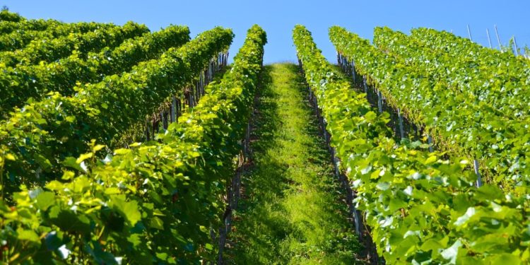 Sarrians : un trophée d’or de l’innovation pour Vitipep’s