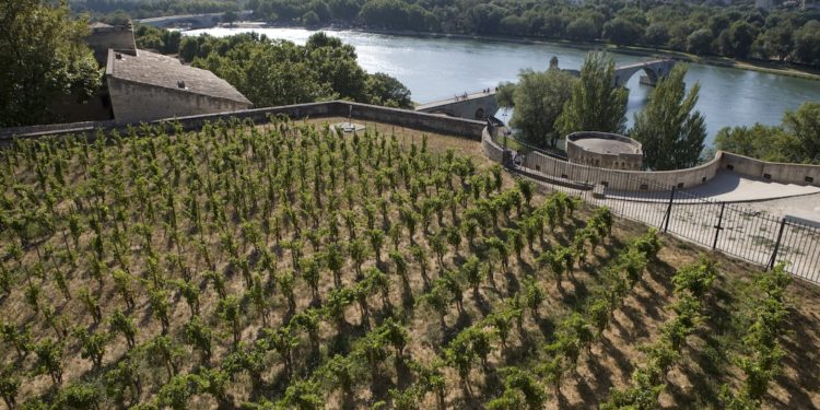 Avignon entre dans le cercle huppé des villes de vignes urbaines