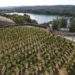Avignon entre dans le cercle huppé des villes de vignes urbaines