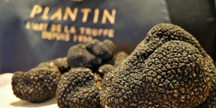 Puyméras : la truffe fait son show à l’Institut Plantin