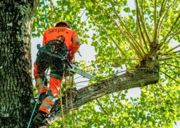 Le Thor : La Serpe devient le 4e acteur national dans le secteur du paysage