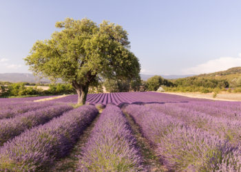 Provence : un champignon pour lutter contre le dépérissement de la lavande et du lavandin