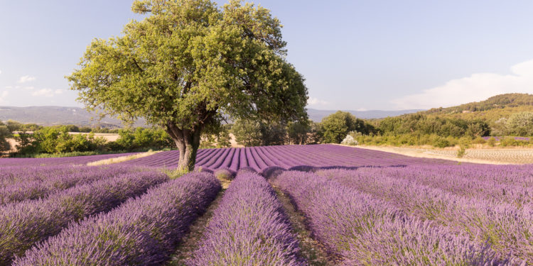 Provence : un champignon pour lutter contre le dépérissement de la lavande et du lavandin