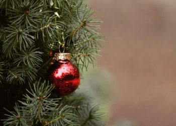 Cavaillon : la collecte de sapins de Noël reconduite cette année
