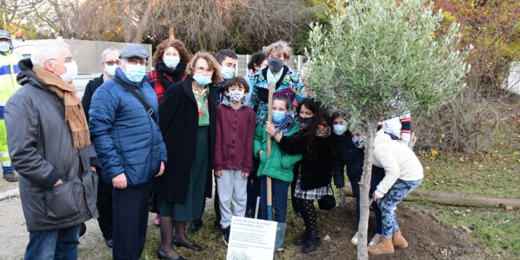 Avignon : deux oliviers plantés pour la journée de la laïcité