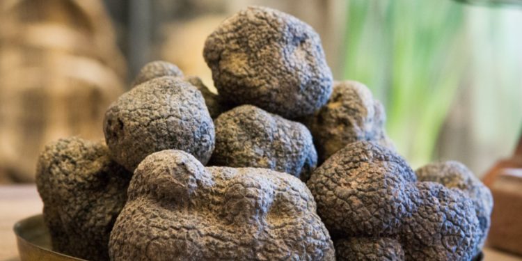 Saint-Paul-Trois-Châteaux : ouverture du marché de la truffe noire drômoise