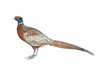 Les chasseurs ont du cœur pour la Banque alimentaire de Vaucluse