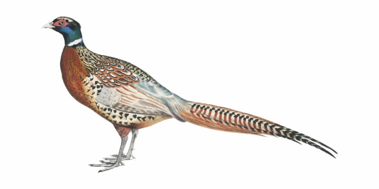 Les chasseurs ont du cœur pour la Banque alimentaire de Vaucluse