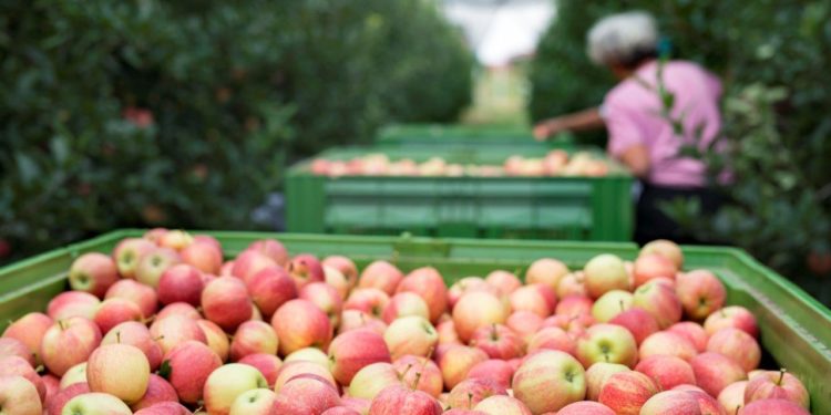 Avignon va accueillir la plateforme nationale de suivi des travailleurs étrangers saisonniers