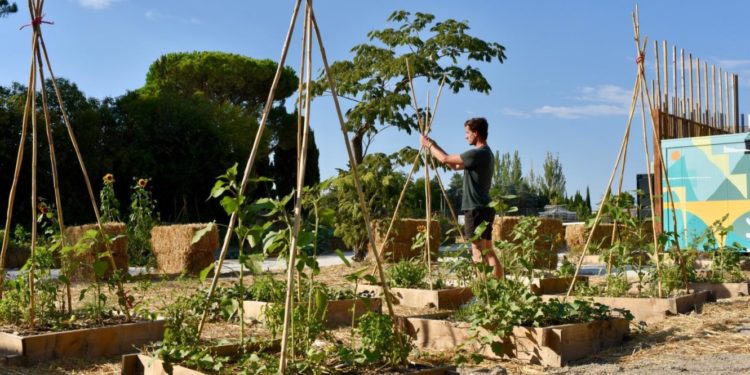 Le Grand Avignon désigné lauréat de l’appel à projets ‘Quartiers fertiles’