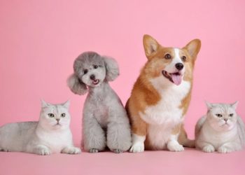 Avignon : un weekend pour adopter un compagnon à quatre pattes