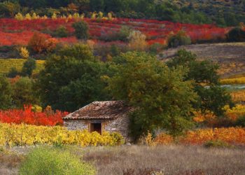 (Vidéos) Avignon, Volubilis annonce que 2021 sera l’année de la pierre sèche et de l’eau